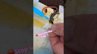 Getting a beautiful Gilbert’s Skink off a Glue Trap time lapse 🦎😡🦎 [upl. by Aiceila]