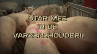 Stap mee in de varkenshouderij [upl. by Htennaj]