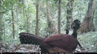 Great Curassow Caught on Browning Trail Camera in Costa Rica [upl. by Ginger385]