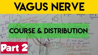 Vagus nerve anatomy Part 2 [upl. by Ninerb196]