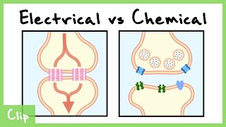 Electrical vs Chemical Synapse Explained Gap Junctions  Clip [upl. by Gladis986]