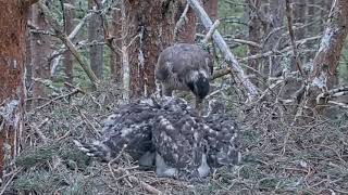 Goshawk Nest RSPB Loch Garten Scotland  Jastrzębie  🐥🌹🍀🐥🌹🍀🐥🌹🍀 Ptaszek na kolację  Karmienie [upl. by Allveta]