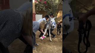 buy back the injured donkey to take care of horse animalrescuer lovehorses animals [upl. by Nomannic104]