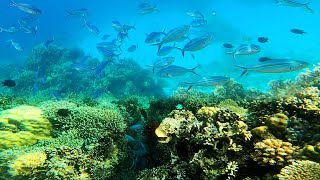 Amazing Coral Reef❗Underwater Footage❗ Linapacan Palawan Philippines 🇵🇭 [upl. by Rebak]