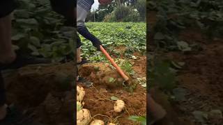 Planting fruit tree seedlings EP395 satisfying shorts [upl. by Patin913]