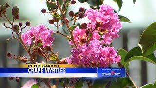 In The Garden Crape Myrtles [upl. by Cyndia552]