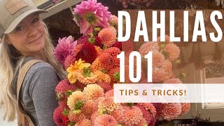 Dahlia Growing 101 how to grow great dahlias [upl. by Anrev]