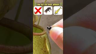 Será que a planta carnívora vai comer a mosca😱 shorts challenge [upl. by Metzgar]