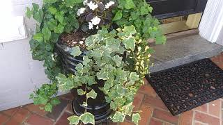 Begonia  Caladiums Geranium and Ivy pots [upl. by Bili]