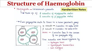 Structure of Haemoglobin  Handwritten notes [upl. by Nurat983]