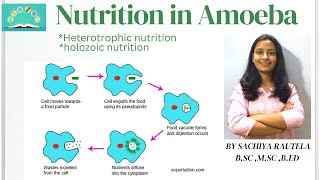 Nutrition in Amoeba  Heterotrophic mode of Nutrition  life processes  class 10 science biology [upl. by Toth]