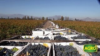 Chile Concha y Toro el vino en una de las principales bodegas del mundo 796 20181103 [upl. by Ziul]