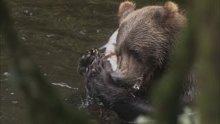 Browntowns Unwelcome Visitor  Alaskan Bush People [upl. by Asoramla16]