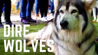 The Real Direwolves from Game of Thrones Northern Inuit The Starks Direwolves GOT [upl. by Shutz854]