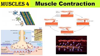 Muscles 4  Mechanism of Muscle Contraction  Sliding filament theory  Neuro muscular junction [upl. by Pihc]