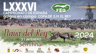 Semifinales LXXXVI Campeonato de España Galgos en Campo COPA DE SM EL REY [upl. by Ecille]