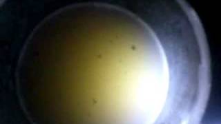 Tyndal Effect OR Raman Scattering [upl. by Eseuqram]