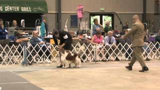 GCH CH Trystyn Statesman Cactus Blue Wins The WSSCA National [upl. by Manoff]