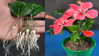 Grow Hibiscus From Leaf  New Method [upl. by Niffirg663]