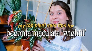 how to grow amp propagate begonia maculata wightii my top plant care tips 🪴 [upl. by Aihseym]