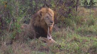 Lion Cubs Try To Roar as Dad Finishes Breakfast [upl. by Mussman564]