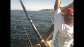 Yellowtail on the Spinning Gear POV [upl. by Milburr]