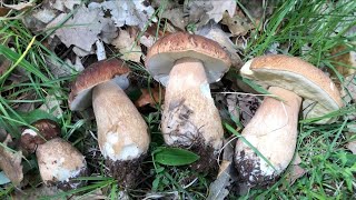 How To Find And Identify Porcini Mushrooms 2023 [upl. by Cottle]