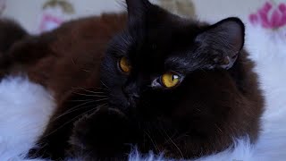 Black British Longhair Cat Prada Good Friend [upl. by Aliuqaj]