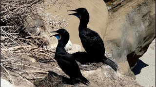 Brandts Cormorant  Adult and Juvenile [upl. by Ailama]