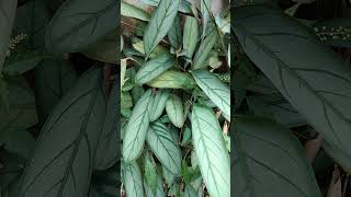 Calathea Variety Prayer Plant Setosa Grey Star Plant natureplants indoorplants garden [upl. by Olgnaed]