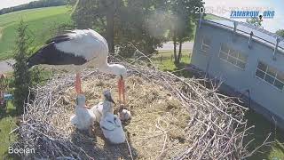 Bocian wyrzuca młodego bociana z gniazda  zambrow bocian livecam gniazdo [upl. by Ttekcirc575]