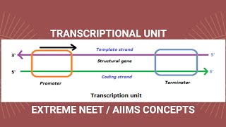 TRANSCRIPTION UNIT  MOLCECULAR BASIS OF INHERITANCE  CBSE CLASS 12 [upl. by Hayyikaz]