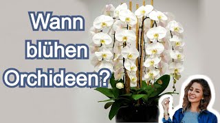 Ihre Orchidee wird das ganze Jahr über blühen 7 einfache aber wirkungsvolle Tipps für Anfänger [upl. by Dennie]