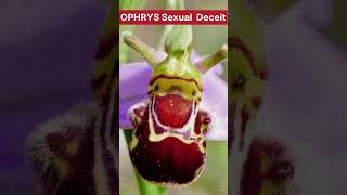 फूल और मधुमक्खी का सहभोज है ophrys biology flower [upl. by Kcirrag201]