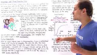 Hemoglobin Cooperativity and Oxygen Dissociation Curve [upl. by Solenne535]