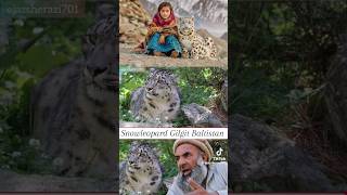 story of lost snow leopard  Nalter valley Gilgit Baltistan Gulminashamshall youtubeshorts [upl. by Maleki714]