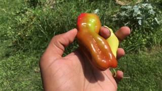 Cubanelle Sweet Pepper Overview [upl. by Dexter]