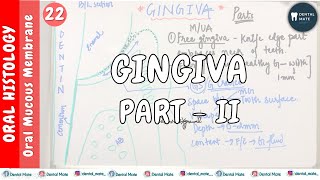 Gingiva  Part II  OMM  Dr Paridhi Agrawal [upl. by Ellerrehc]