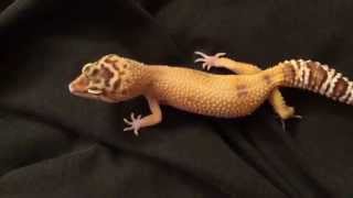 Leopard Gecko Chirping [upl. by Gaut504]