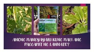 Mistakes to avoid in using Lannate Anong mangyayari kung mali ang paggamit ng PesticideLannate [upl. by Stetson]