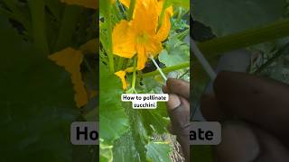 How to pollinate a Zucchini 1 simple step shorts garden [upl. by Venu244]