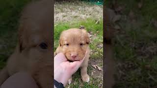 Nova Scotia Duck Tolling Retriever Puppy Toller Puppy K4 [upl. by Htenaj]