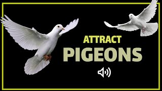 Sound to Attract Pigeons  Pigeon Call [upl. by Rucker]