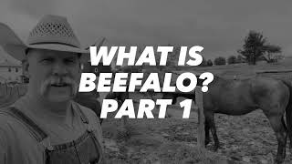 What is BEEFALO Part 1 [upl. by Nihsfa285]