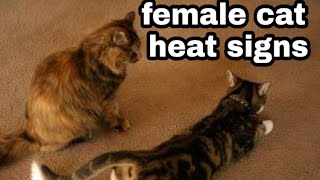 Cat in heat signs  from these signs you can understand your cat is in heat cycle  urdu and hindi [upl. by Bedelia]