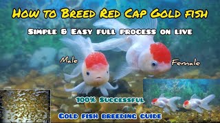 How to Breed Red Cap Gold Fish  LIVE AQUARIUM [upl. by Lentha160]