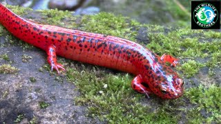 A very RARE and very RED Salamander [upl. by Annauqaj]