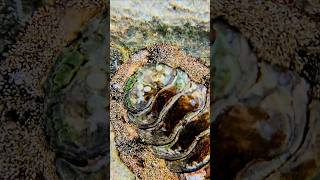 Chiton under water Playa del Carmen Mexico tropical Caribbean Sea wild tidal pool beach life nature [upl. by Tadeas]