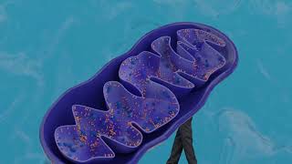 Mitochondria Structure and Function  Cell Physiology medical animation for NEET in 3D Concept [upl. by Aerdnaek]