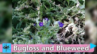 Bugloss amp Blueweed Noxious Weeds amp why they are a problem [upl. by Atsirk]